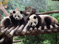 Chengdu 1