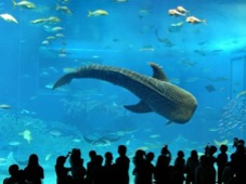 Osaka Kaiyukan Aquarium